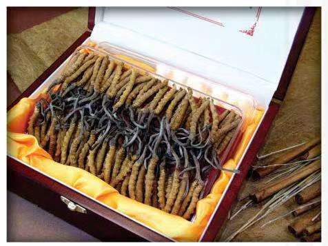 临夏市冬虫夏草回收